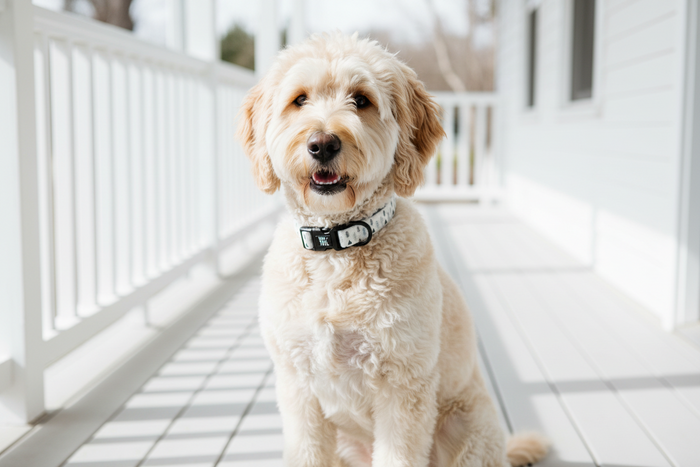 Wag + Tail Frosted Pines dog collar showing winter pine-print pattern and adjustment buckle