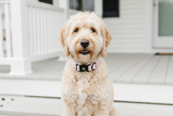 Wag + Tail Pink Plaid dog collar showing pink plaid pattern flat lay