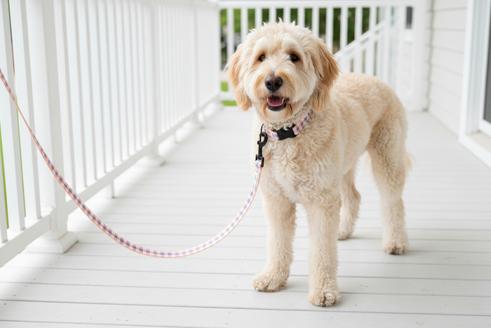 Wag + Tail Pretty in Plaid dog leash showing plaid pattern and durable clip hardware