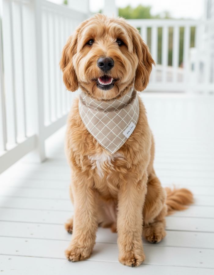 One size / Latte Stripe