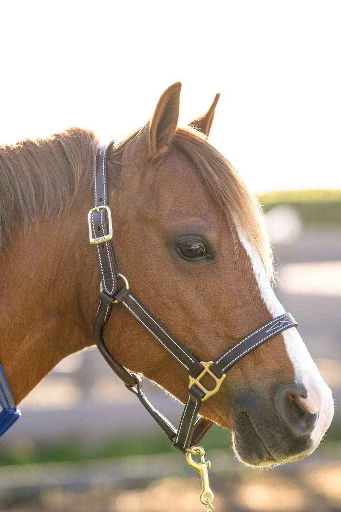Huntley Equestrian Fancy Stitched Pony Halter