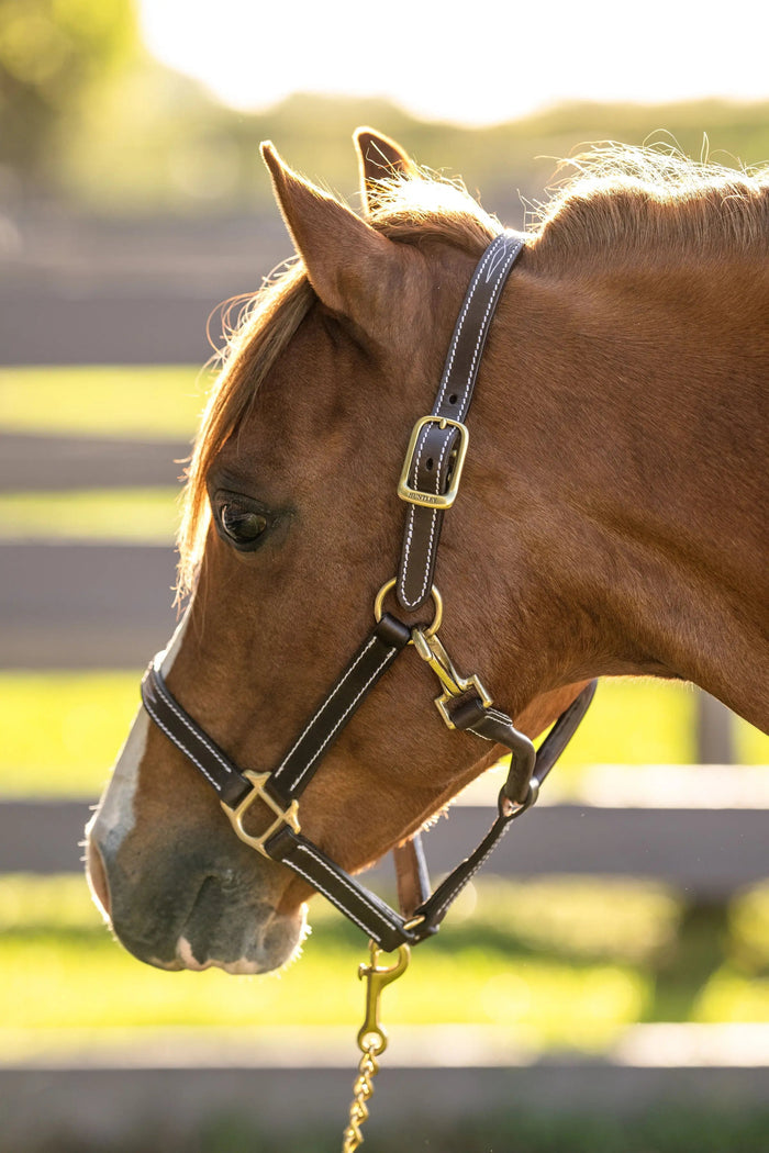 Huntley Equestrian Fancy Stitched Pony Halter