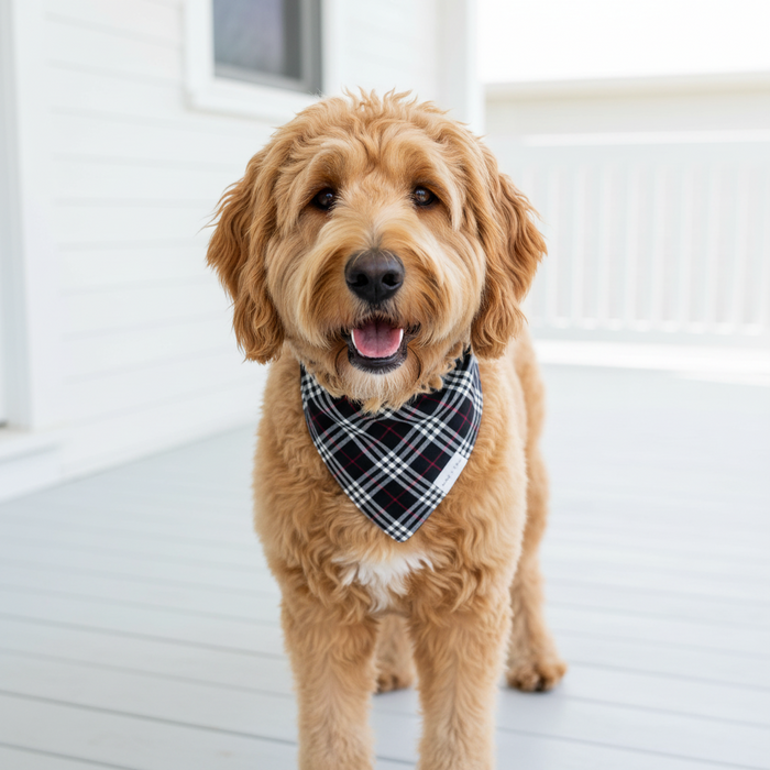 Wag + Tail Licorice Plaid reversible dog bandana flat lay showing dark licorice plaid side
