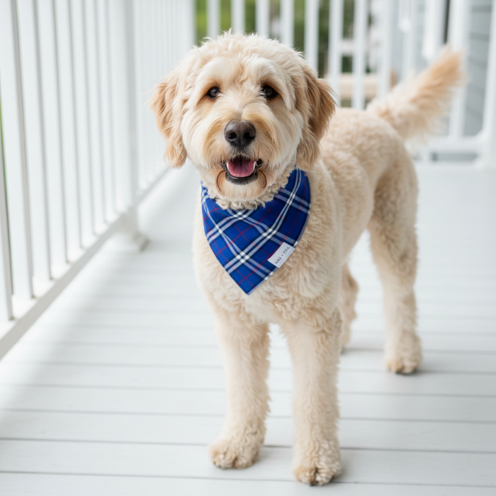 Wag + Tail Navy Plaid reversible dog bandana flat lay showing classic navy plaid side